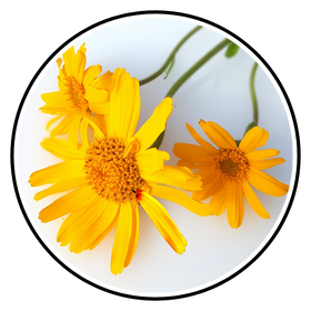 Arnika (Arnica Montana)
