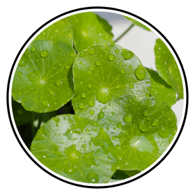 Centella Asiatica (Madecassoside)