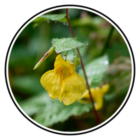 Nioli (Melaleuca Quinquenervia)
